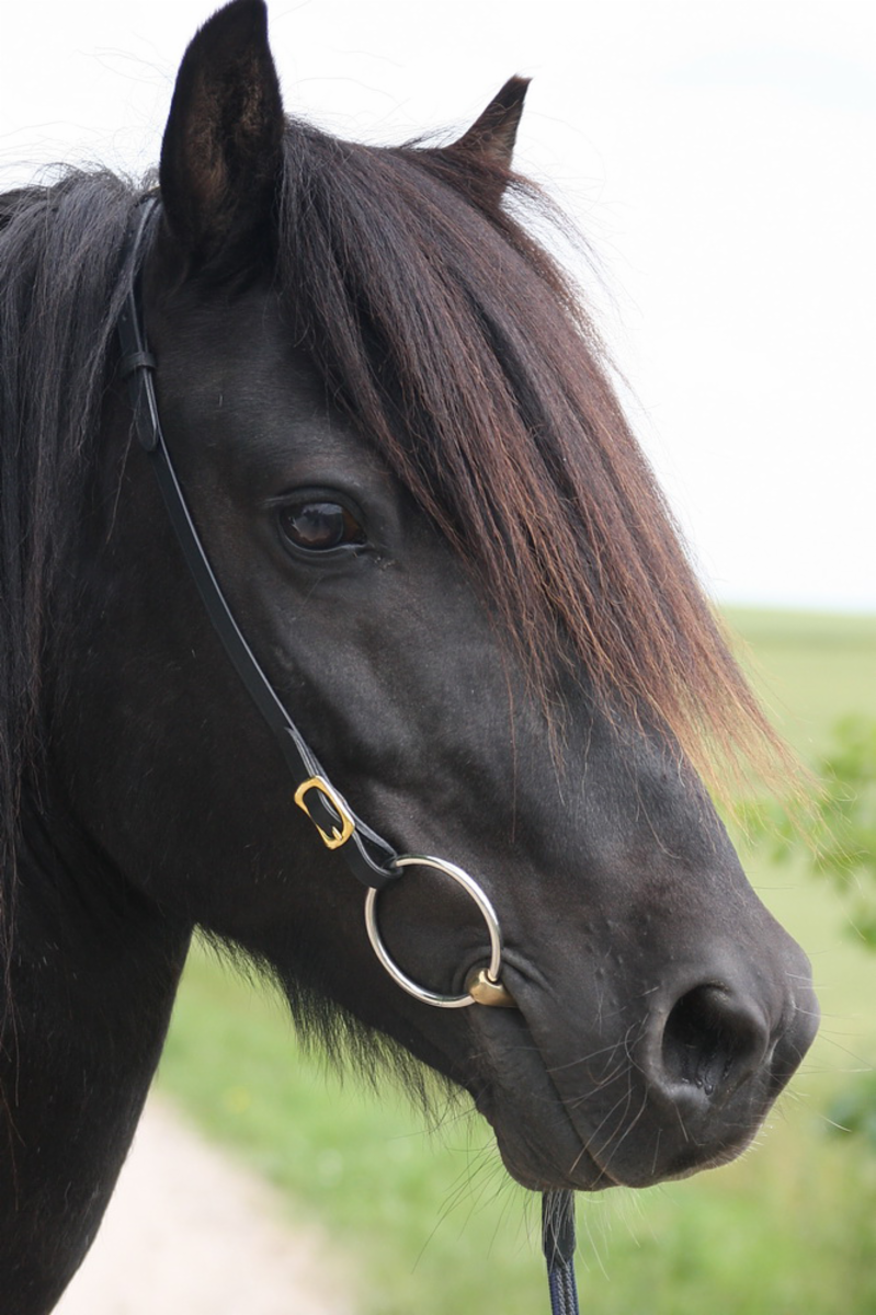 Iceland headstall