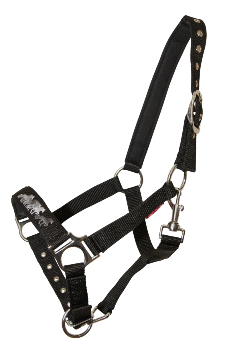 Young Horse Halter