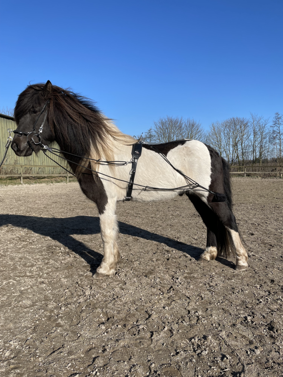 Lunging system