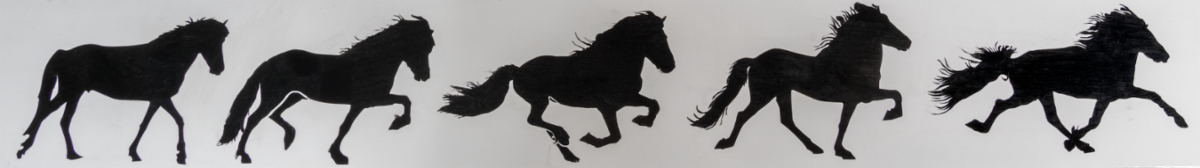 Icelandic Horse sticker, 5 gaits